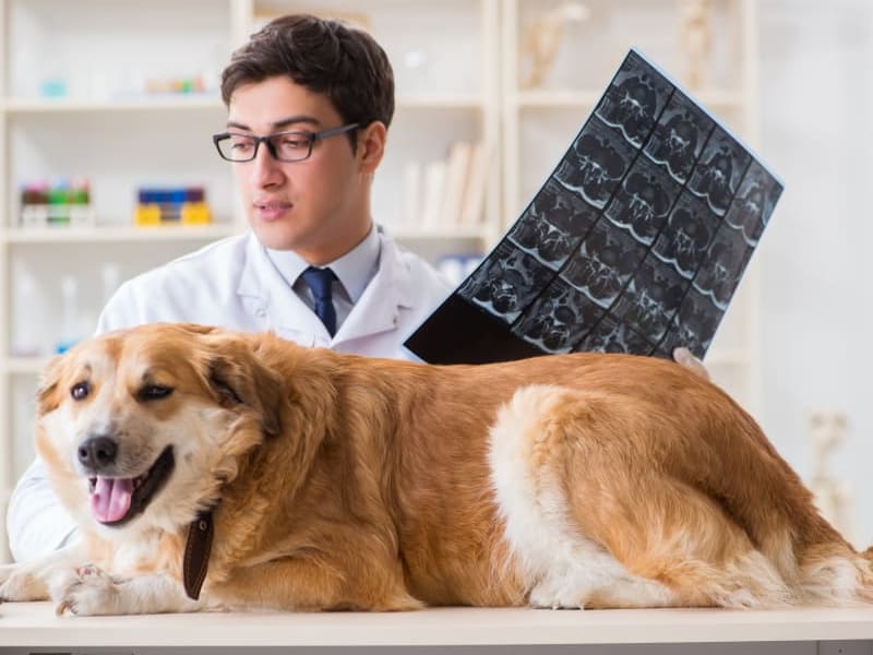 Brain Tumor Symptoms in Dogs