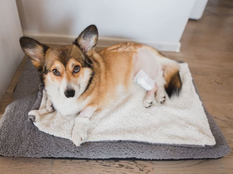 Hip Dysplasia Surgery in Dogs, Ventura Vets