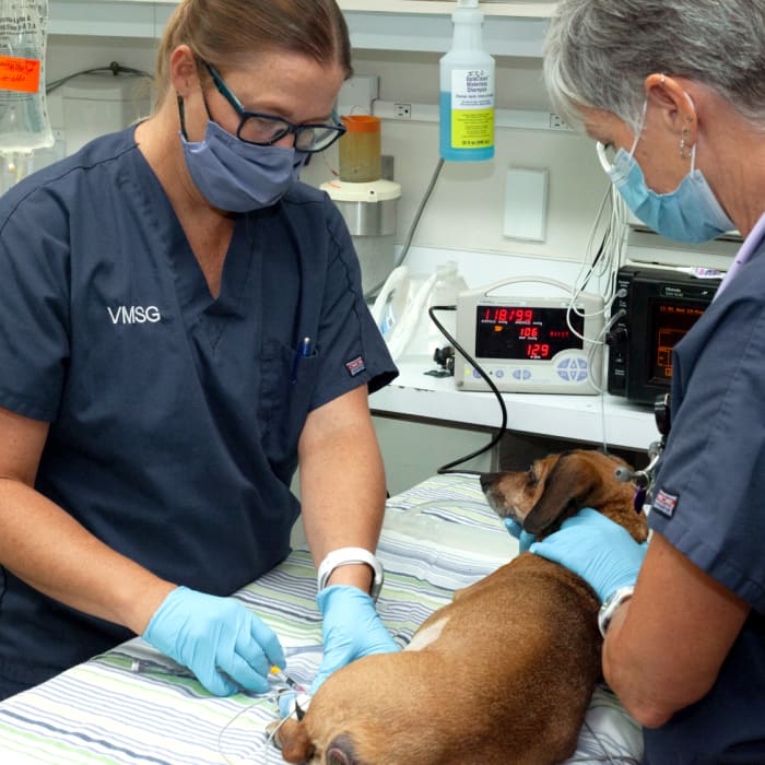 Veterinary Surgery In Ventura Dog And Cat Surgery Ventura Ca